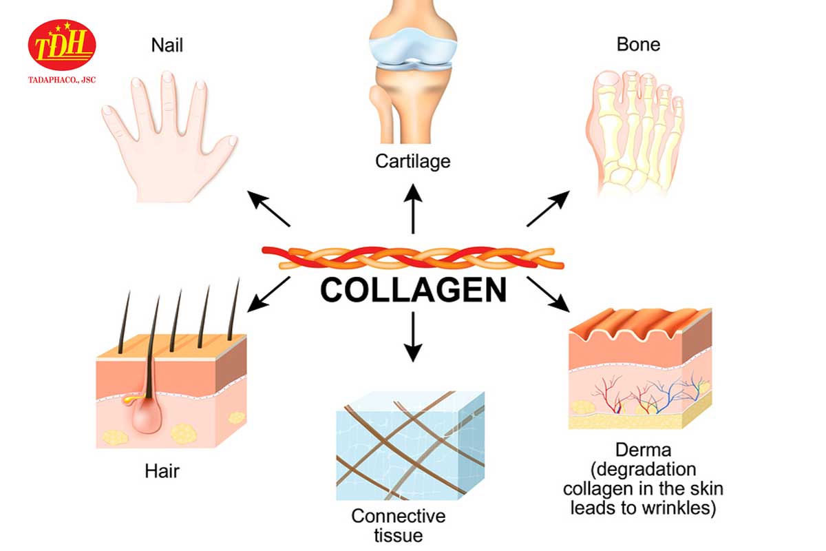 Collagen - một thành phần không thể thiếu với cơ thể người