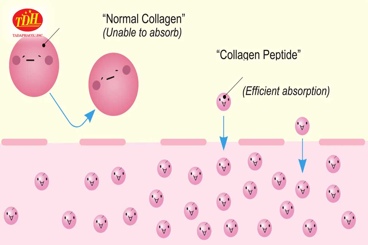 Có những khác biệt giữa Collagen Peptide và Collagen thông thường